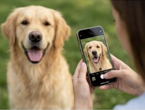 Sitter sending a photo update of the dog